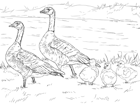 Cackling Goose Family Coloring Page